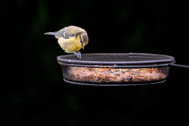Upcycled bird feeders