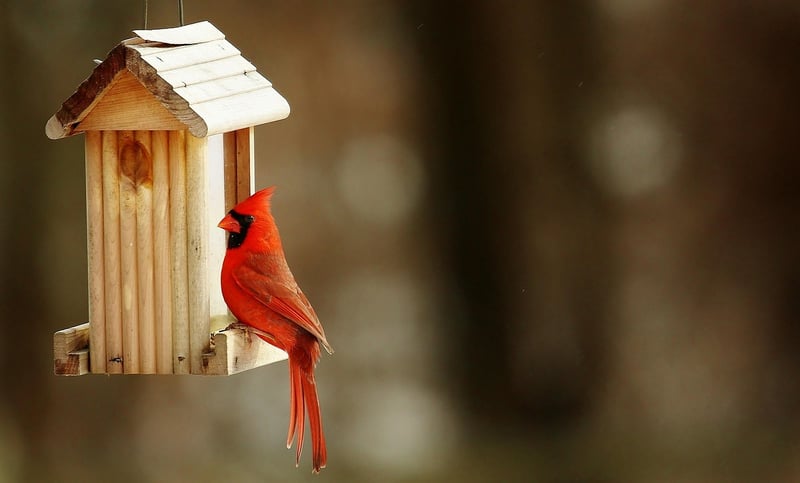 Eco-Friendly Birdhouse
